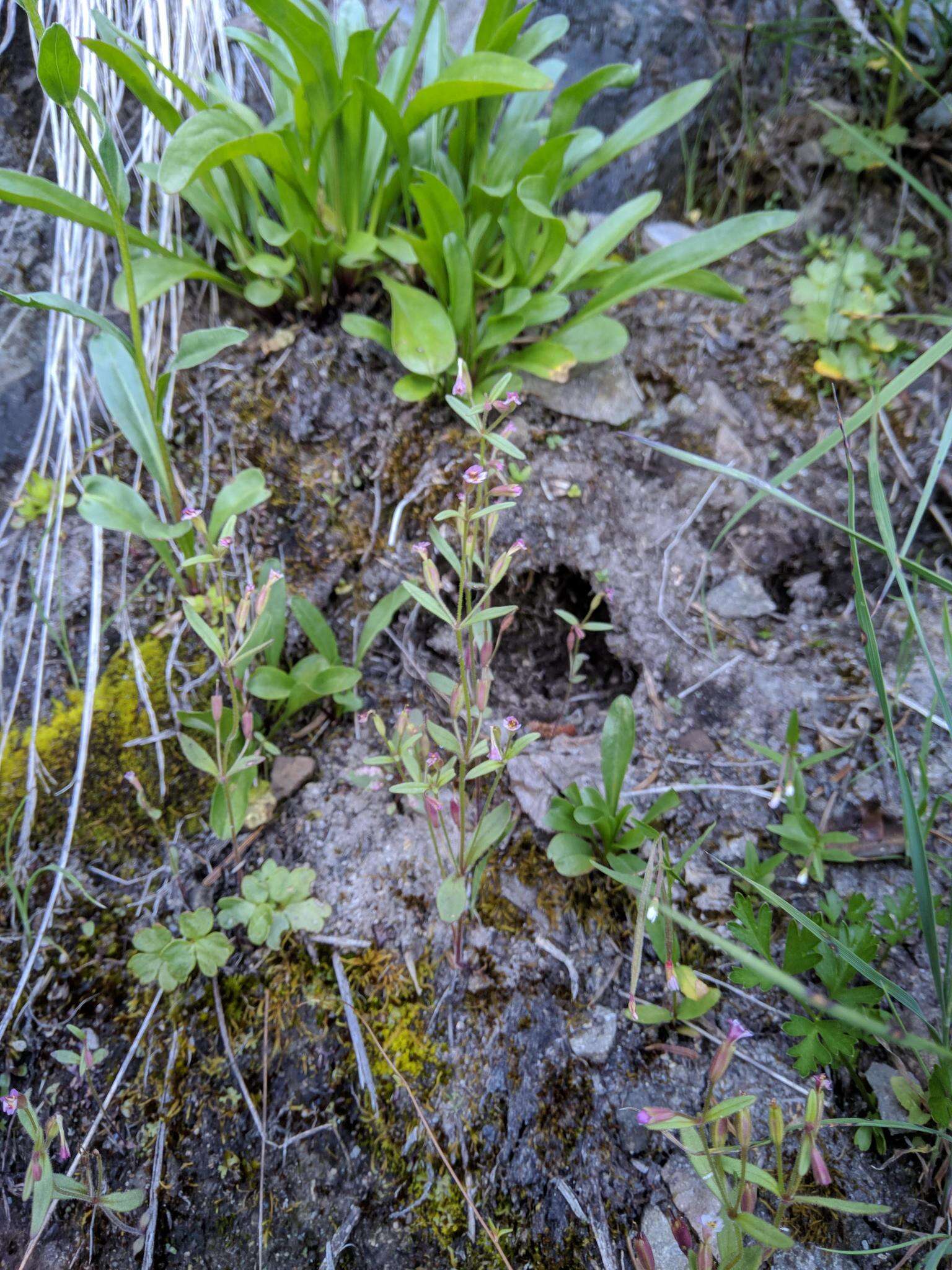 Image of Brewer's Monkey-Flower