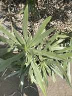 Image of Echium webbii Coincy