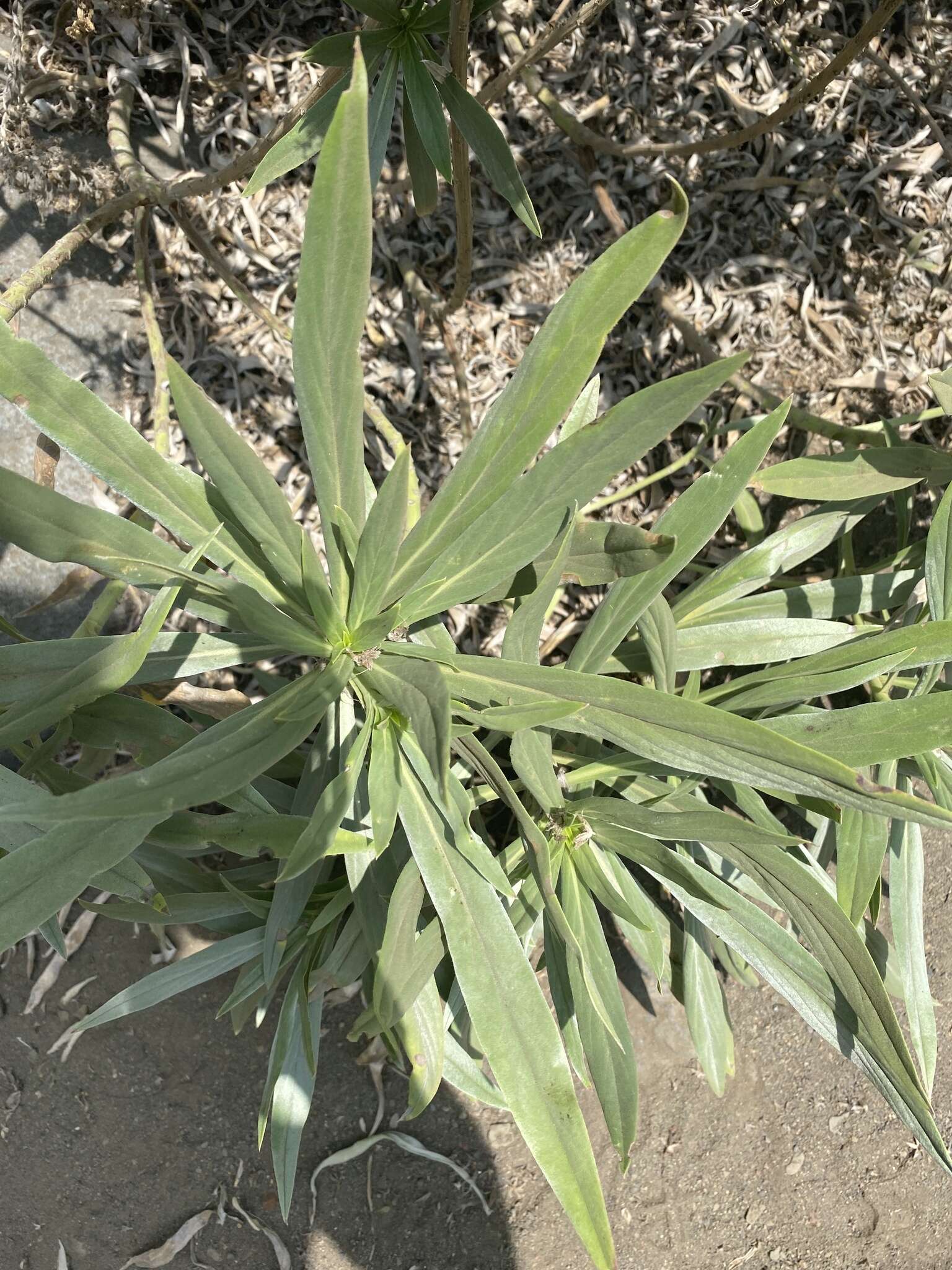 Echium webbii Coincy的圖片