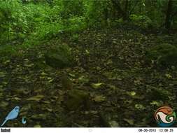 Image of Scaled Antpitta