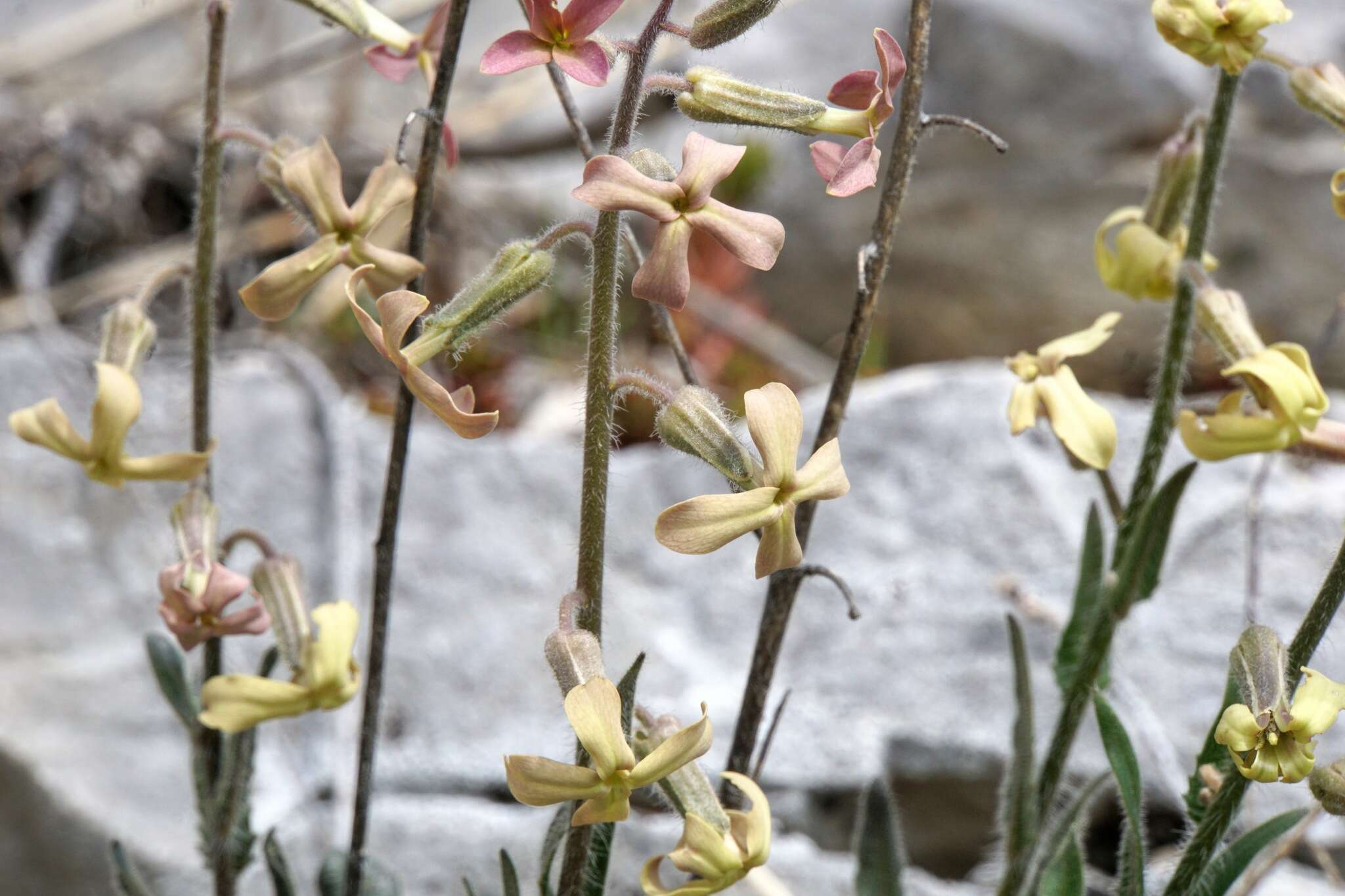 صورة Hesperis laciniata All.