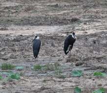 Image of Asian Woolly-necked Stork