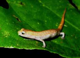 Image of Two-lined Mushroomtongue Salamander