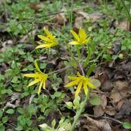 Image of field star-of-bethlehem