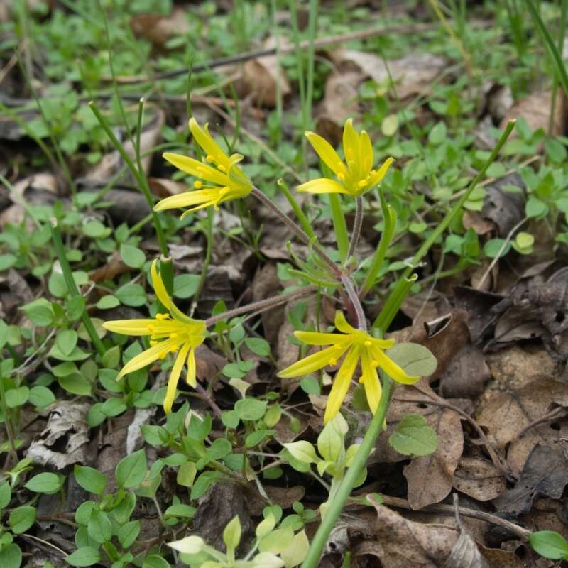 Image of field star-of-bethlehem