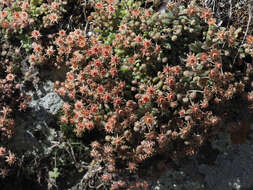 Plancia ëd Monanthes brachycaulos (Webb & Berth) Lowe