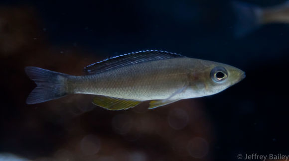 Image of Cyprichromis
