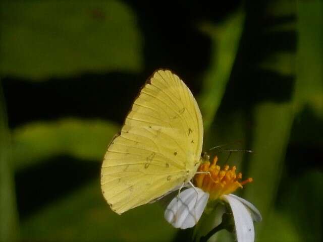 Image de Eurema blanda (Boisduval 1836)