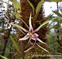 Image of Cyrtochilum misasianum P. Ortiz