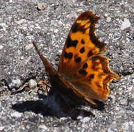 Image of Satyr Comma