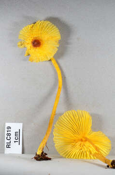 Image of Leucocoprinus brunneoluteus Capelari & Gimenes 2004