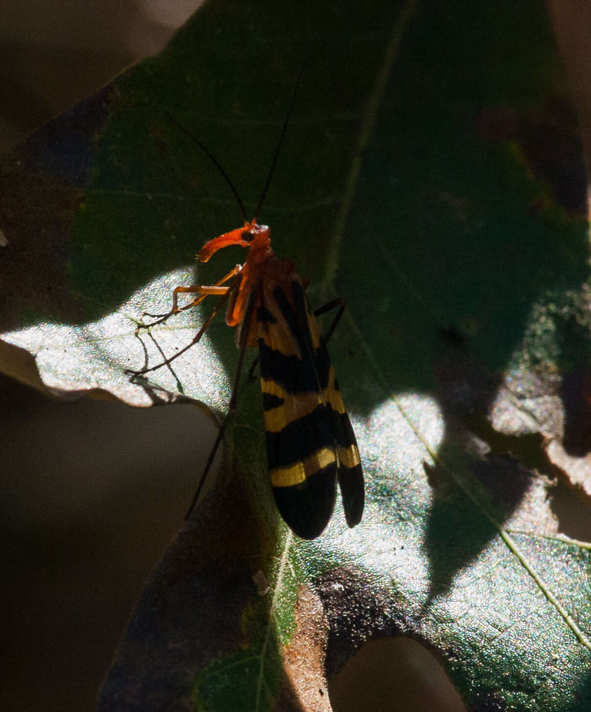 Image of Nuptial Scorpionfly