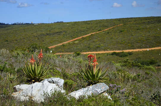 Image of Aloe lineata var. lineata