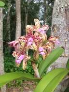 Image of Spotted Cattleya