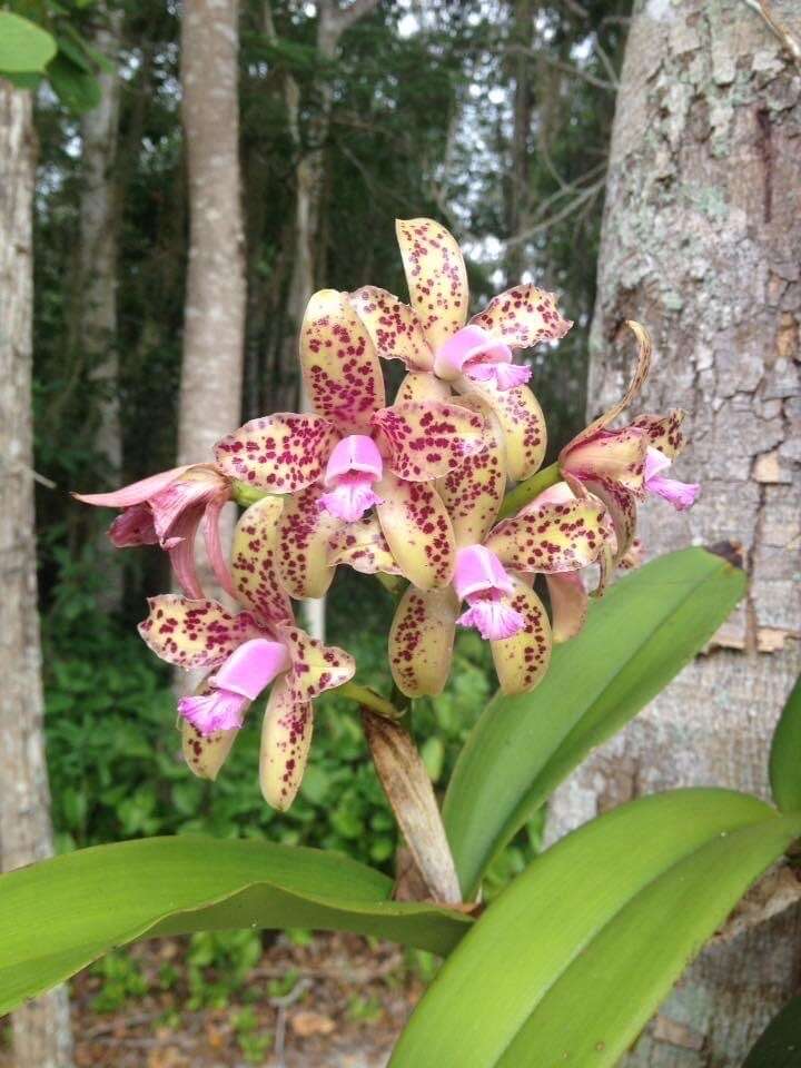 Image of Spotted Cattleya