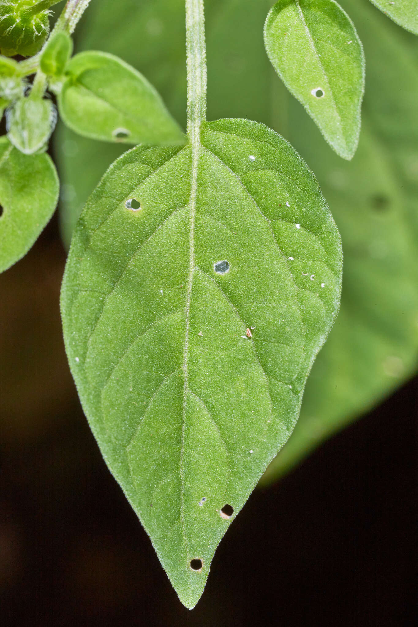 Image of Physalis ampla Waterf.