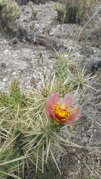 Cylindropuntia imbricata subsp. rosea resmi