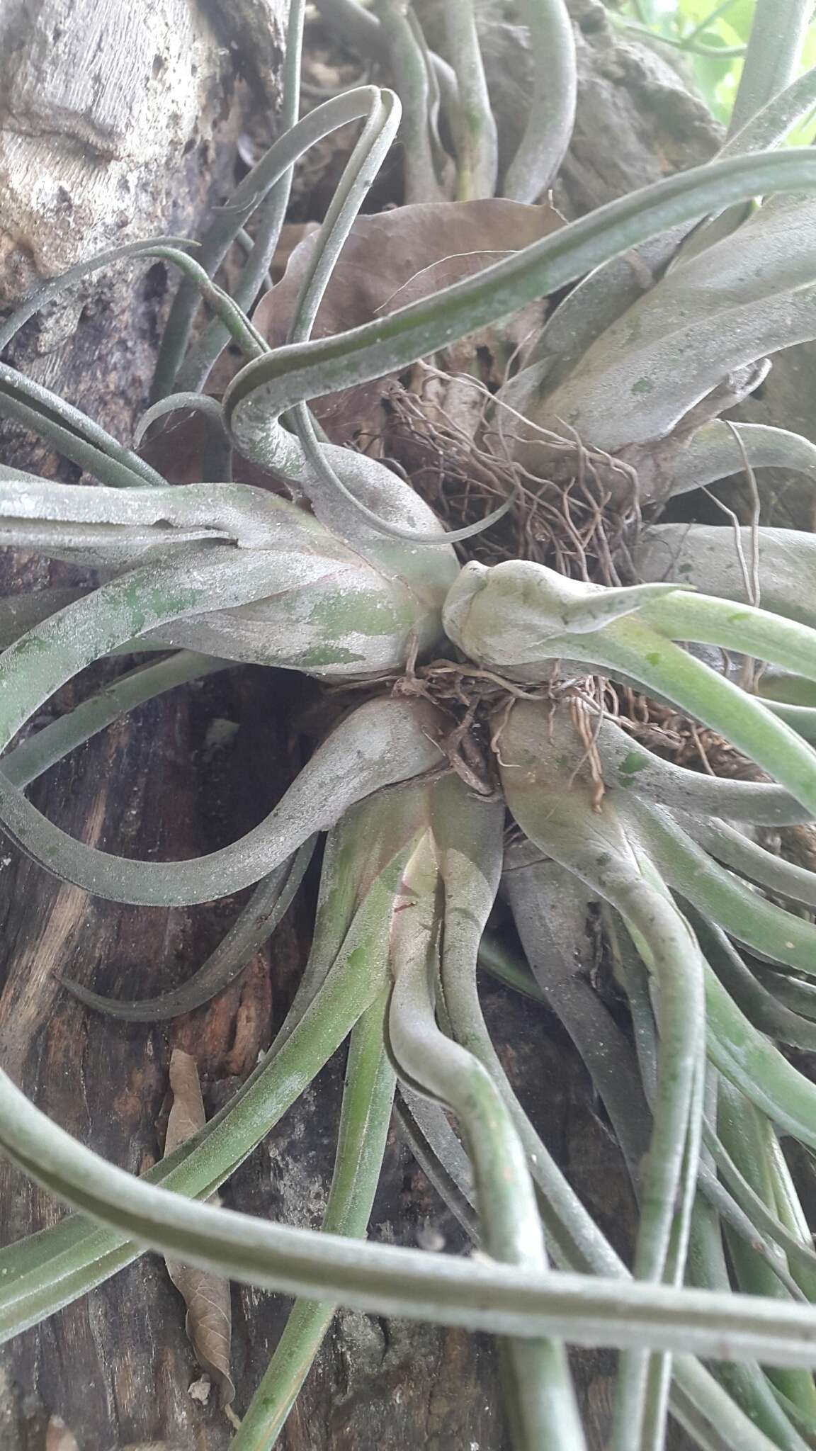 Image de Tillandsia caput-medusae É. Morren