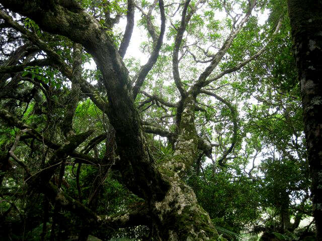 Image of Myoporum semotum Heenan & de Lange