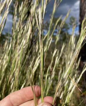 Image of Long-Beard Bluestem