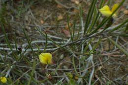 Image of <i>Aspalathus lebeckioides</i>