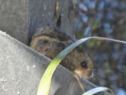 Image of Salt-marsh Harvest Mouse