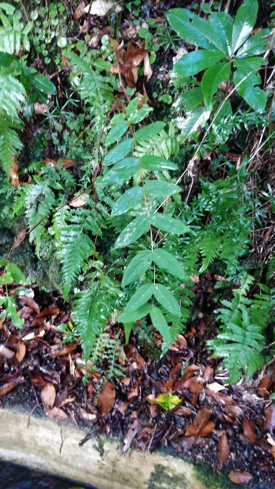 Image of Large-leaved Saint John's Wort