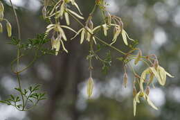 Image of Clematis leptophylla (F. Müll.) H. Eichler