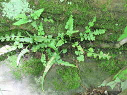 Image of lobed spleenwort