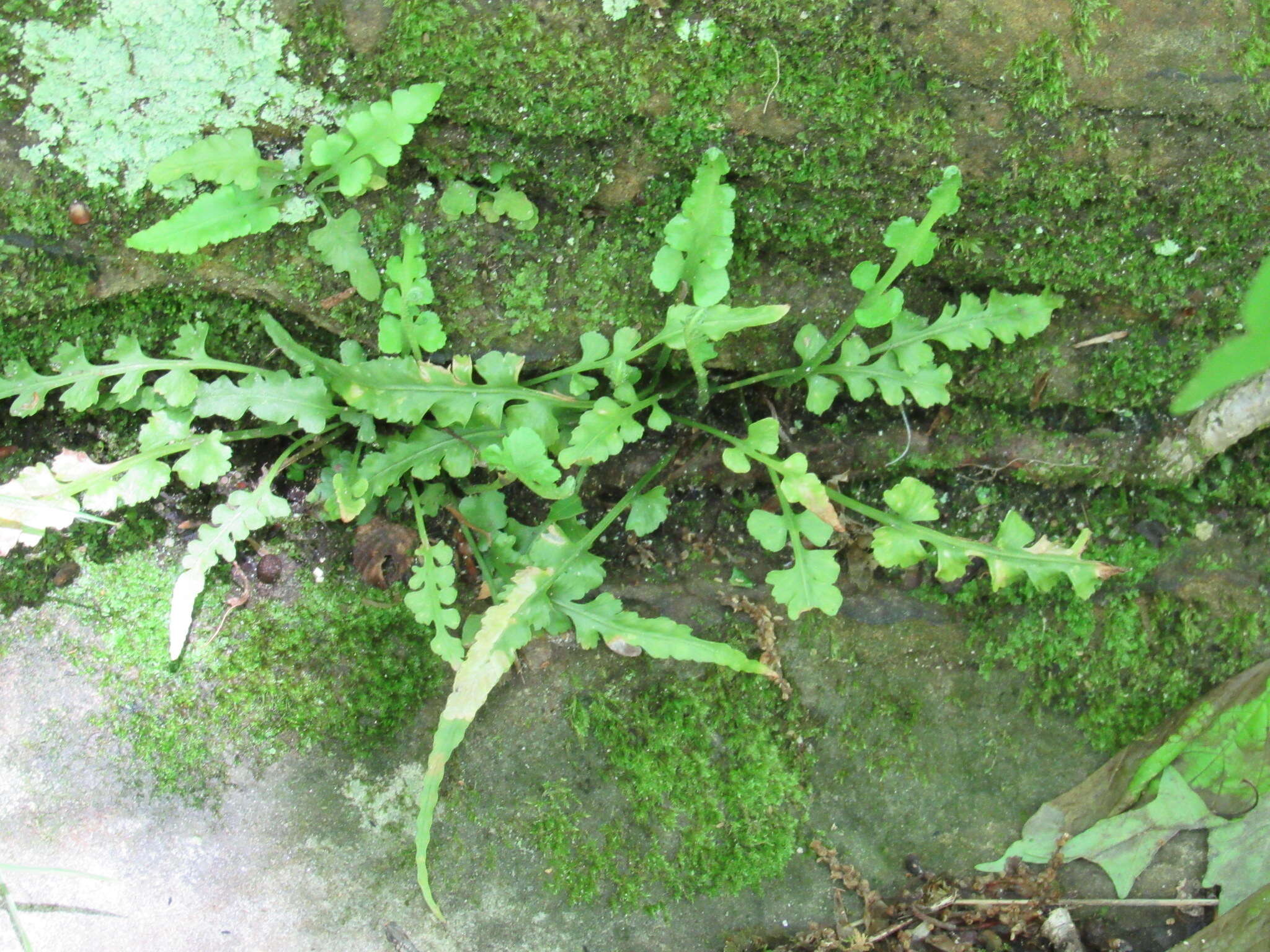 Asplenium pinnatifidum Nutt. resmi