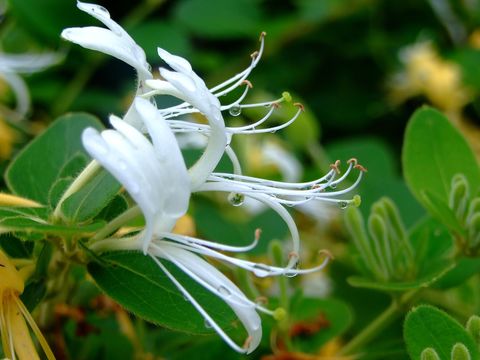Image of Japanese honeysuckle