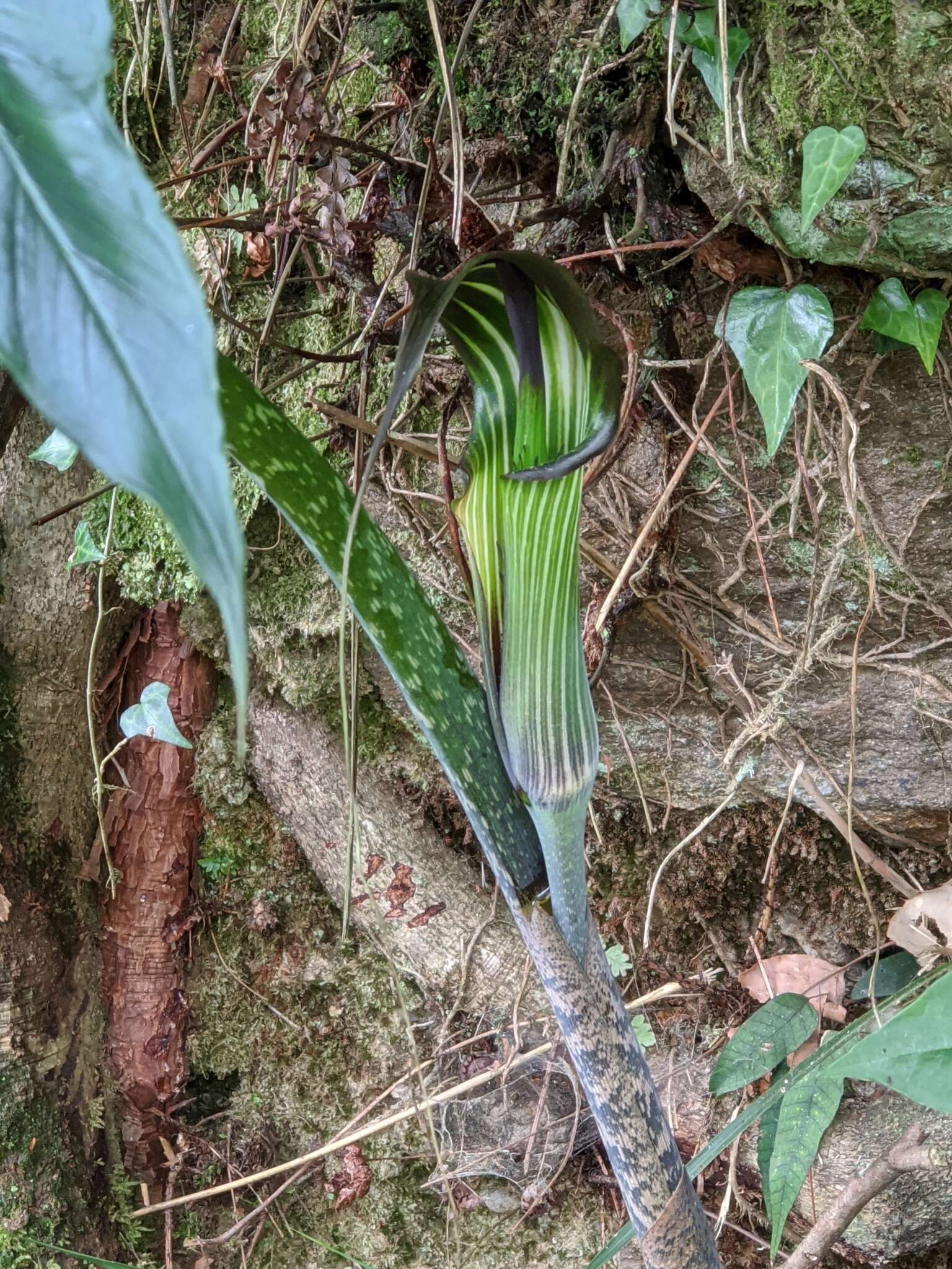 Image of Arisaema consanguineum Schott