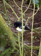 Image of Chatham Tomtit