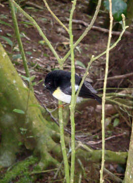 Image of Chatham Tomtit