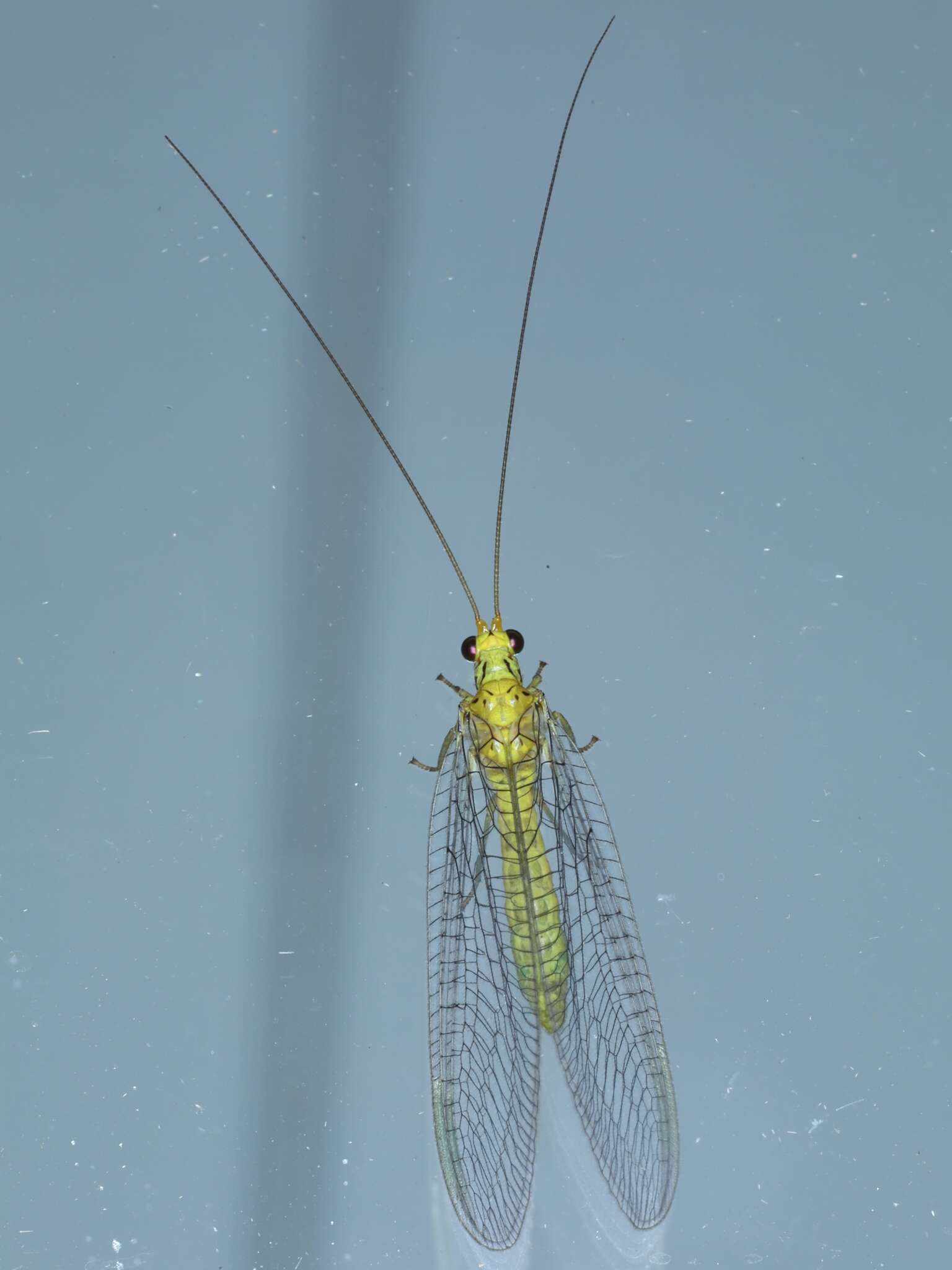 Image of Calochrysa