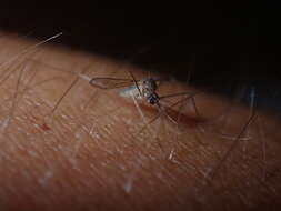 Image of Mosquito