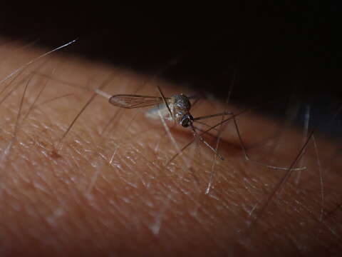 Image of Mosquito