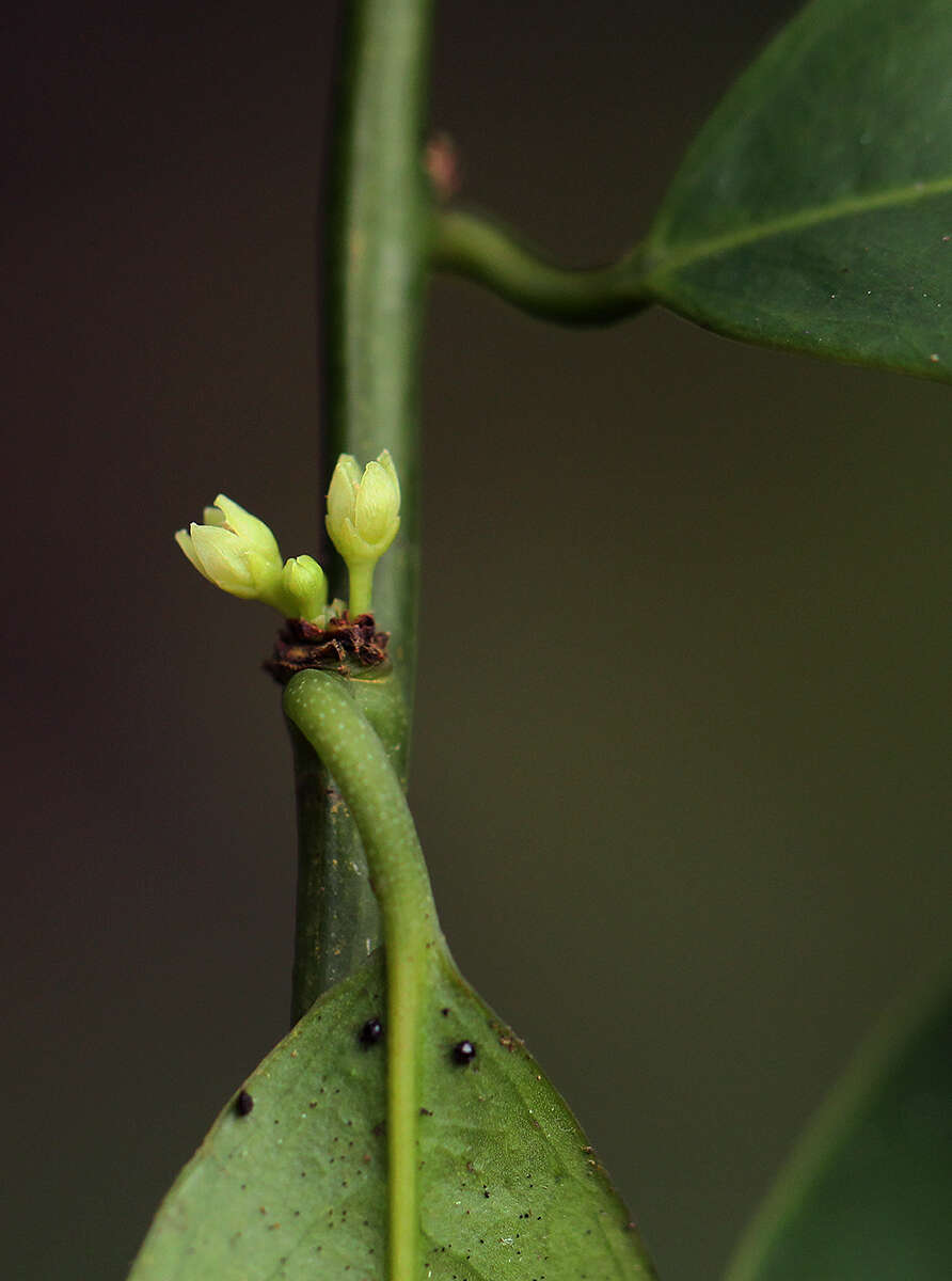 Image of Heisteria parvifolia Sm.