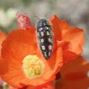 Image of Acmaeodera pubiventris lanata Horn 1880