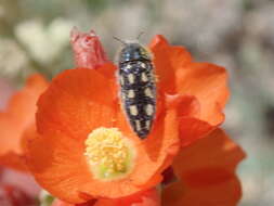 Sivun Acmaeodera pubiventris lanata Horn 1880 kuva