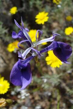 Image of Moraea regalis Goldblatt & J. C. Manning