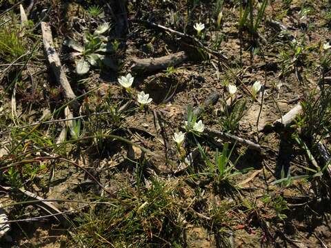 Image of Geissorhiza setacea (Thunb.) Ker Gawl.