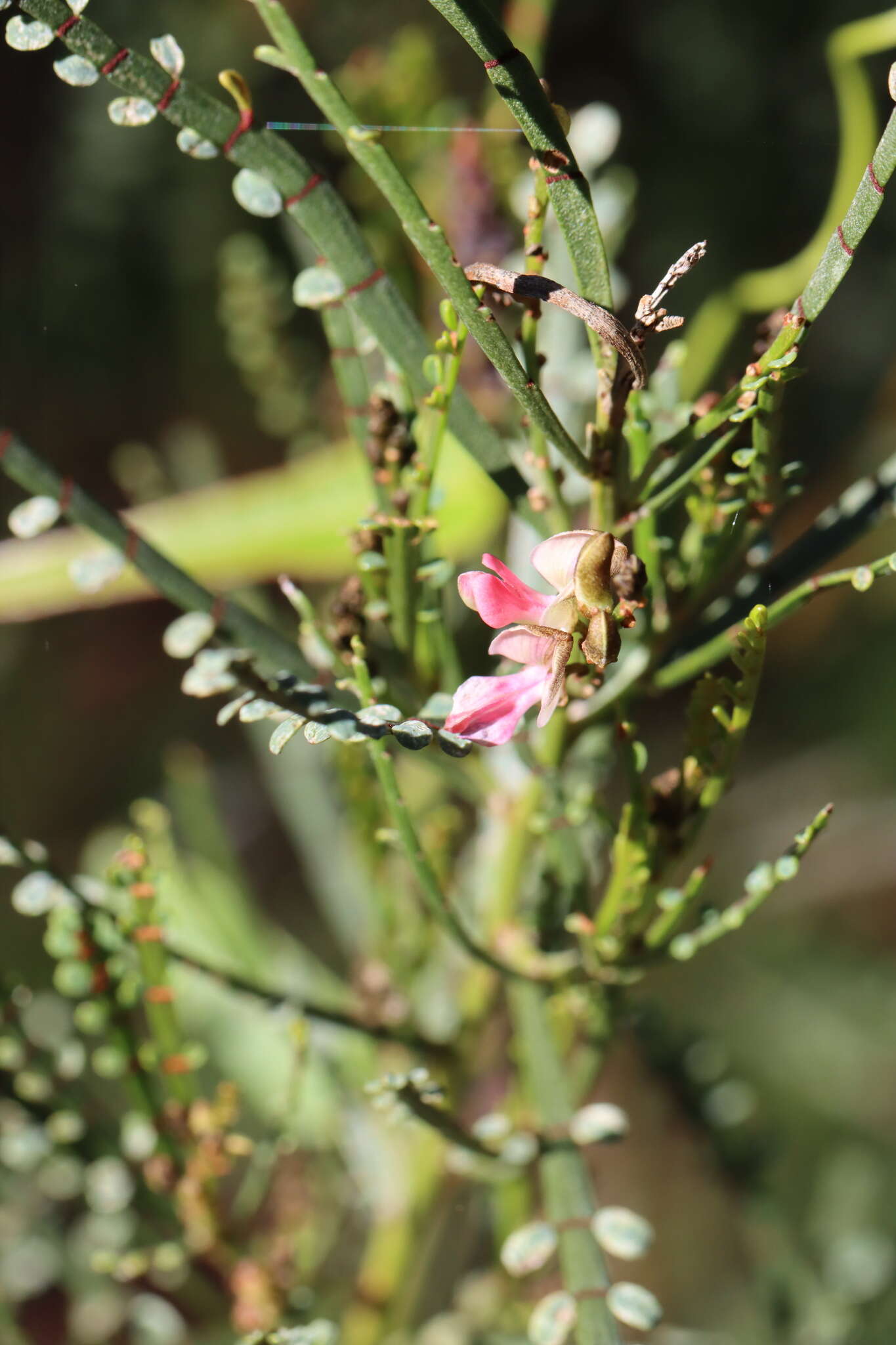 Image of Indigofera adesmiifolia A. Gray