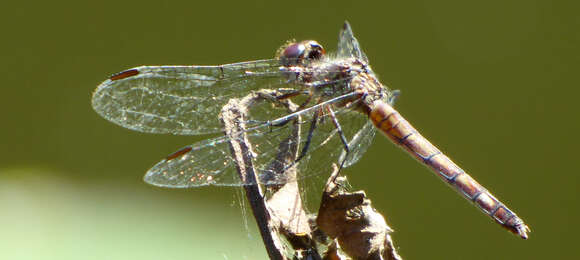 Image of Micrathyria schumanni Calvert 1906