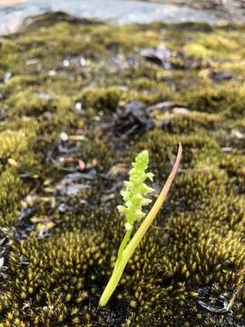 Image of Mignonette orchid