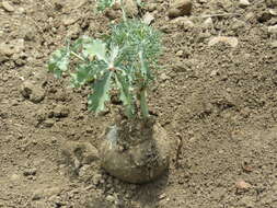 صورة Jatropha cathartica Terán & Berland.