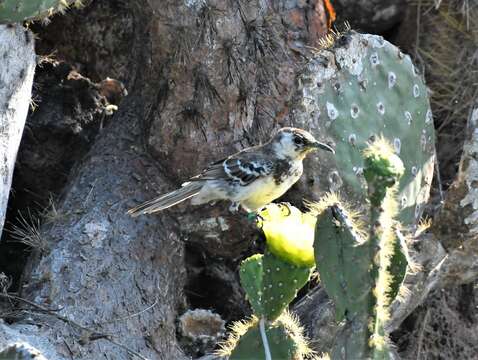 Image of Charles Mockingbird