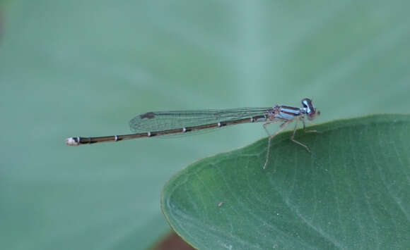 Image of Stream Bluet