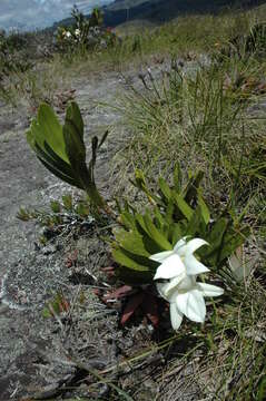 Imagem de Angraecum sororium Schltr.