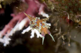 Image de Coryphellina hamanni (Gosliner 1994)